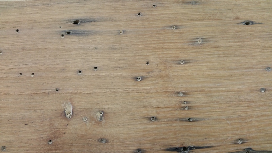wormy chestnut closeup grain detail holes