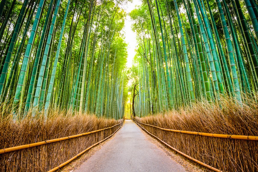 bamboo forest kyoto