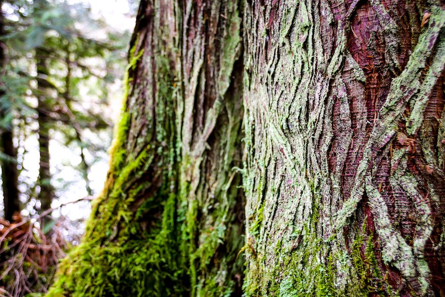 douglas fir tree bark