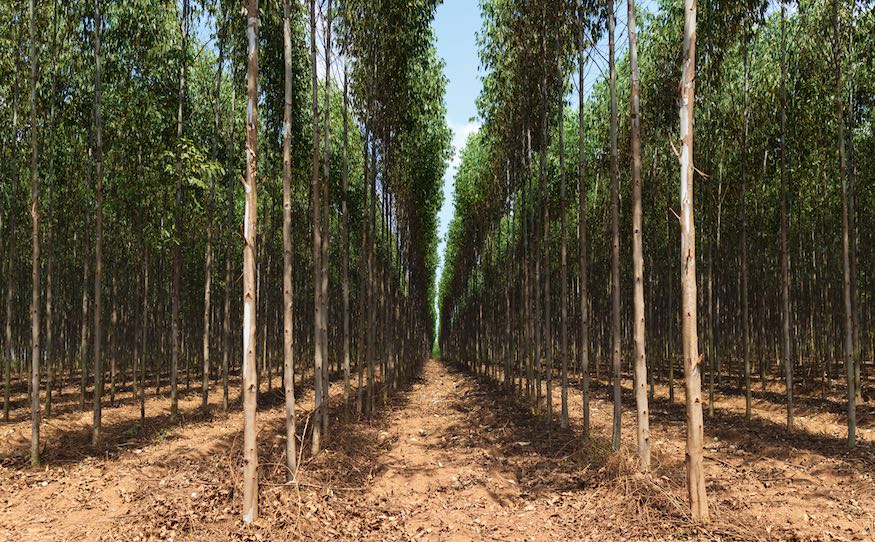 lytpus plantation growth