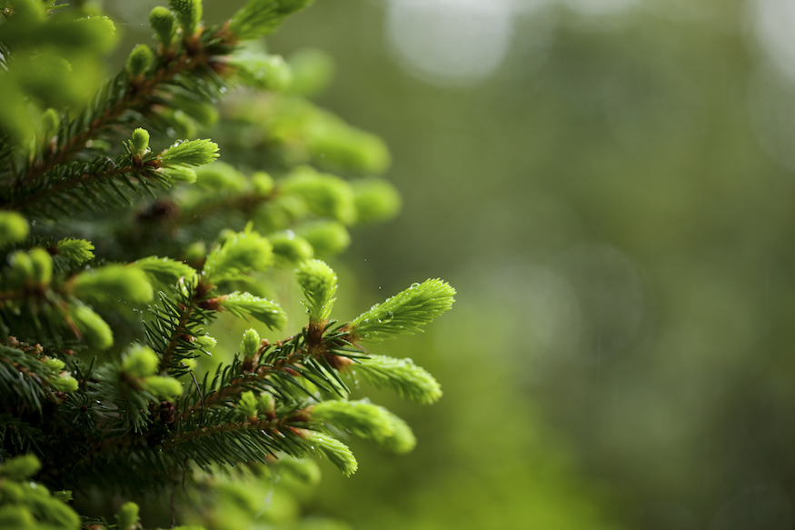 spruce tree closeup
