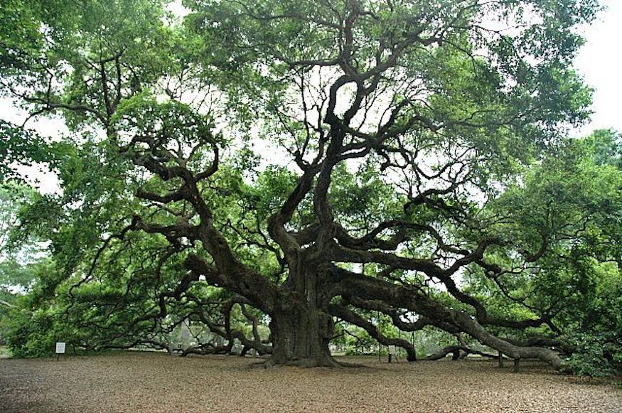 white oak grown tree