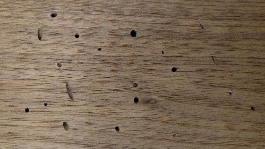 A close-up detail on a veneer of butternut wood.