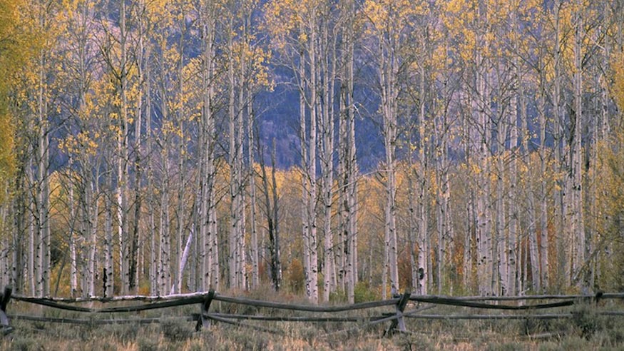 An Aspen grove.