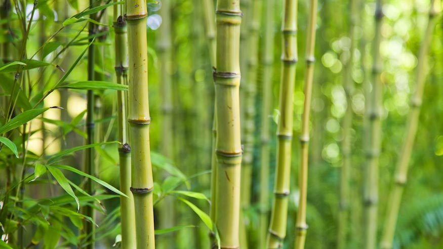 Stalks of bamboo growing in a grove.