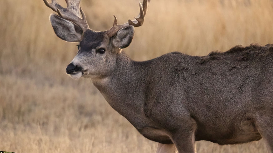 Mule Deer Photo by Andrew Coop on Unsplash