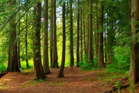 Douglas Fir Forest