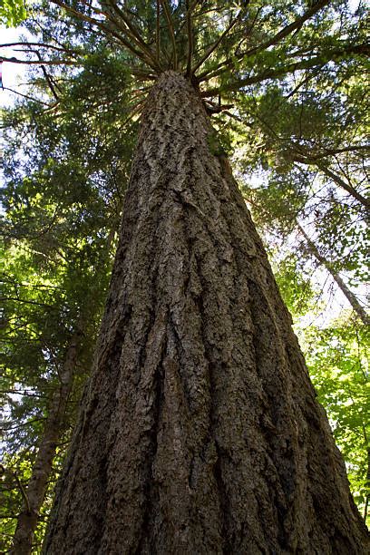 A Douglas Fir Tree